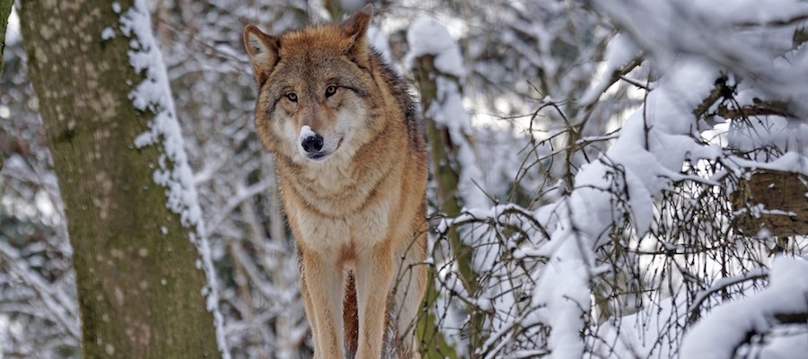 Gegen den Wolf im Jagdrecht
