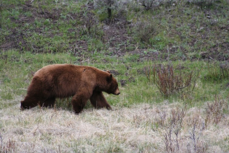 Ein Braunbär auf Wanderschaft.