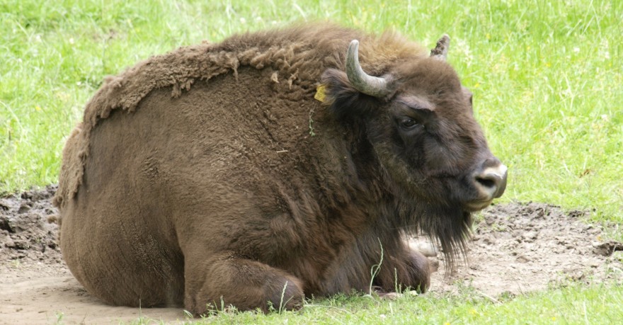 Wisent