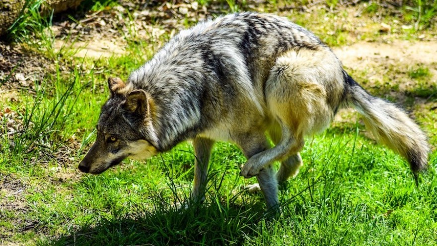 Geschützter Wolf