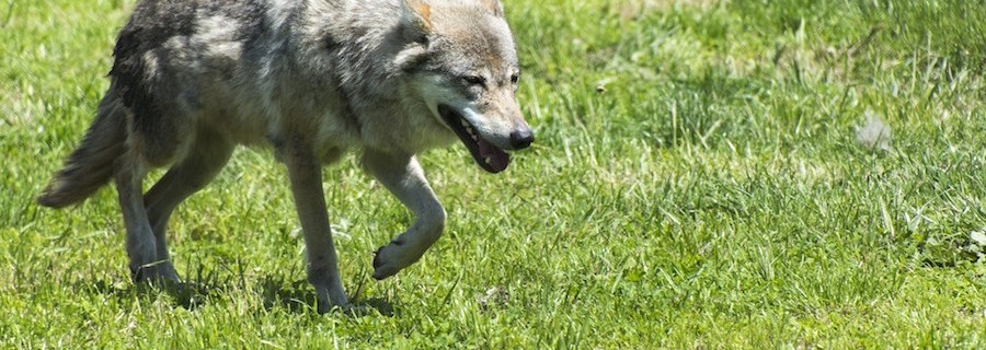 Stockholm-Wölfe: Behörden erhöhen Jagddruck