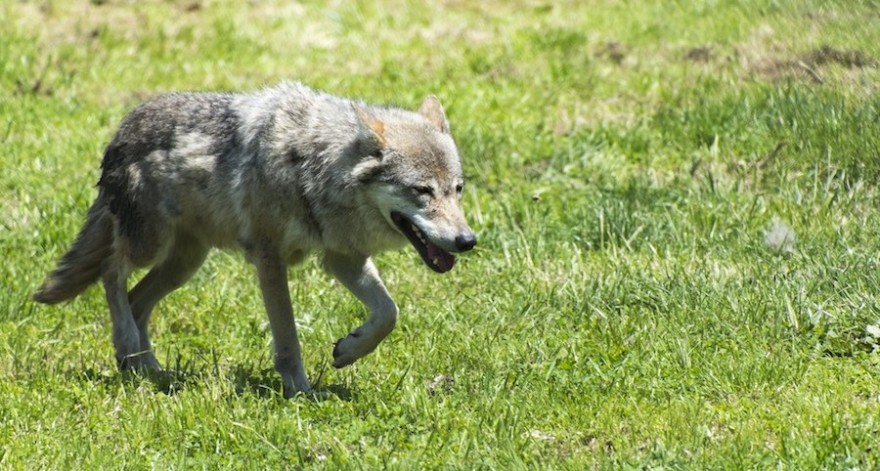 Wolf im Gang