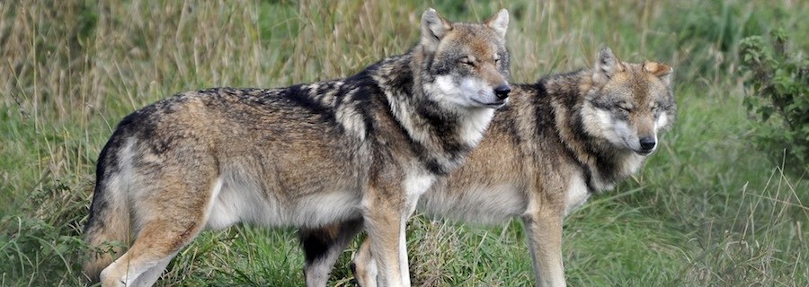 Der Wolfstanz der Umweltminister