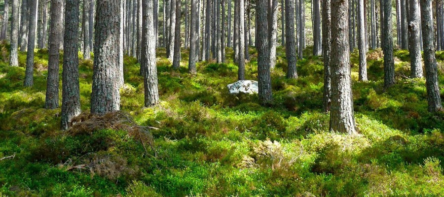 Der deutsche Wald (V): Ist Förster noch ein Traumberuf?