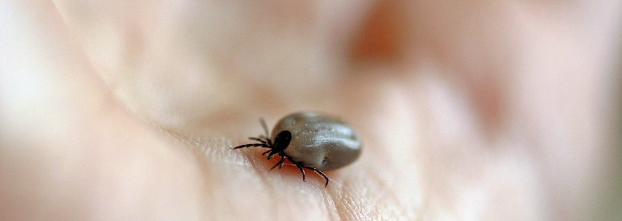 Zecken-Forschung: Borrelien werden durch Wiederkäuer abgetötet