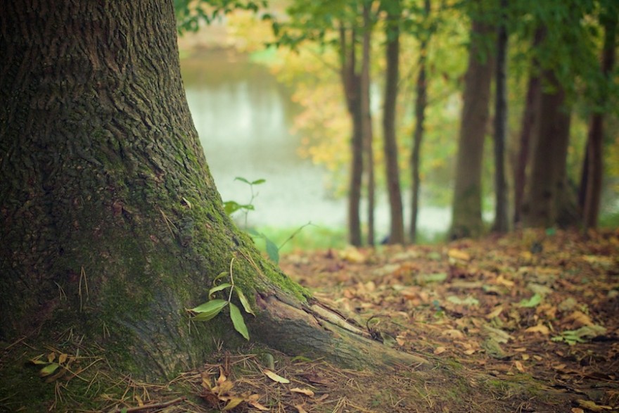 Ein uralter Baum im Wald.