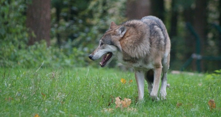 Ein Wolf