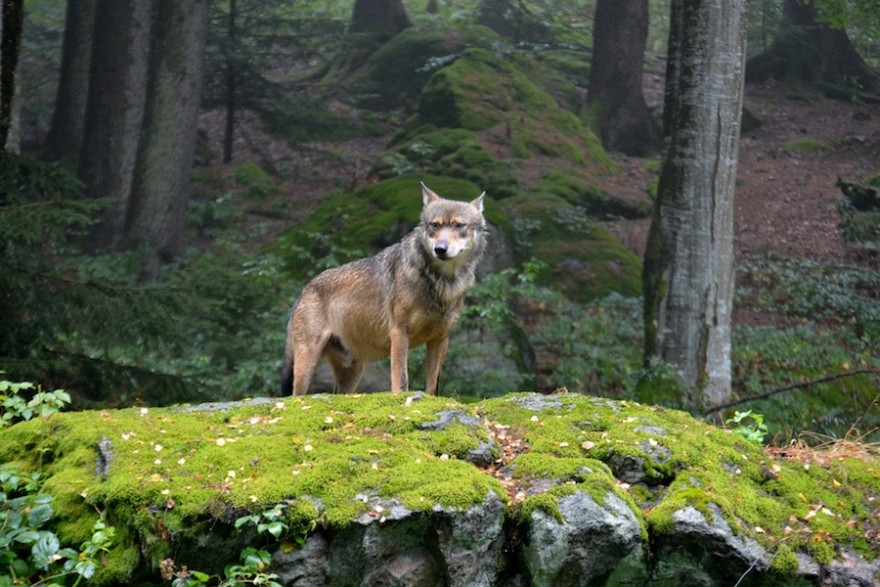 Wolf auf Felsen