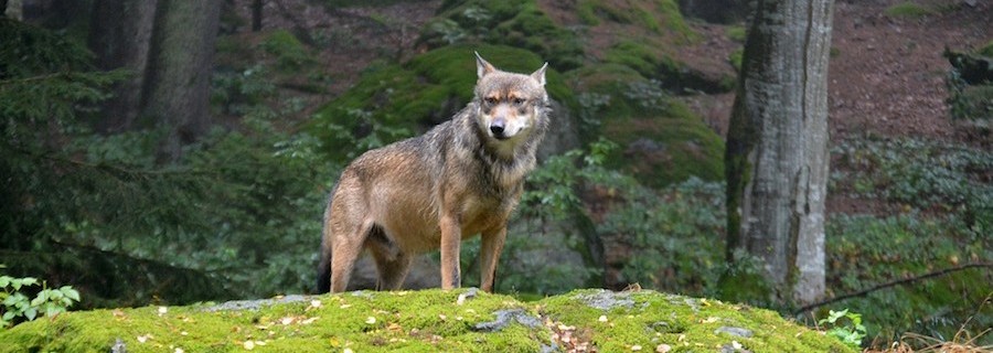 München und Wien drängen auf wolfsfreie Zonen