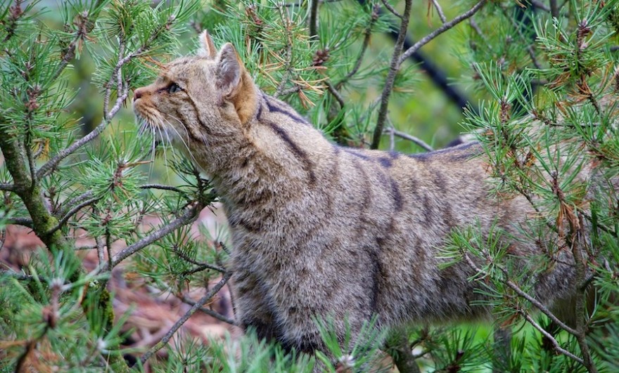 Eine Wildkatze in der Natur