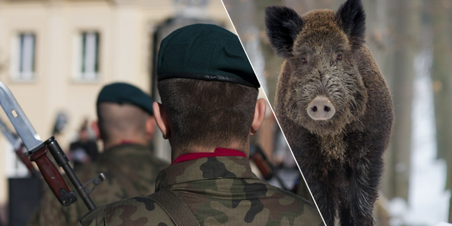 In Polen könnten in Zukunft auch Soldaten und Polizisten Wildschweine schießen dürfen. (Foto: Rafał Kozanecki/Andrea Bohl)