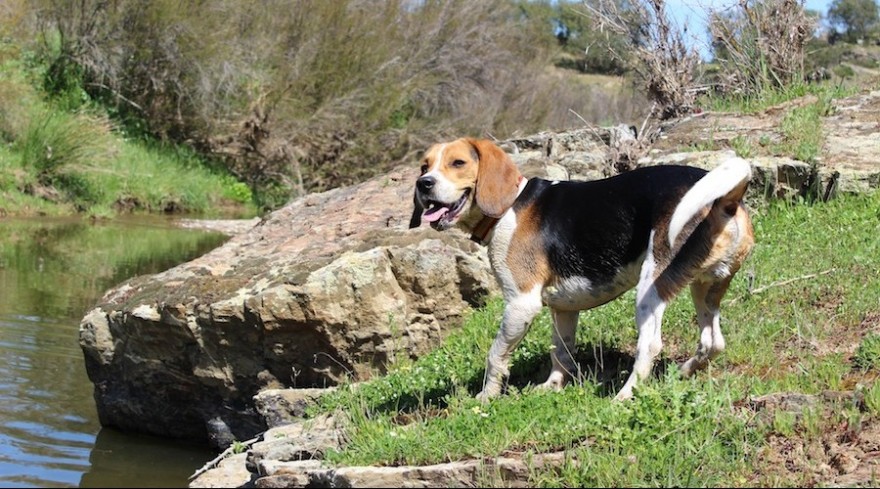 Jagdhund Beagle