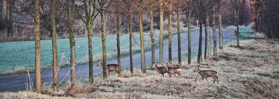 Autofahrer, aufgepasst: Wildtiere kennen keine Zeitumstellung