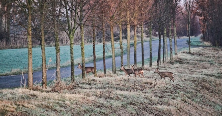 Wildwechsel – Rehe auf der Straße