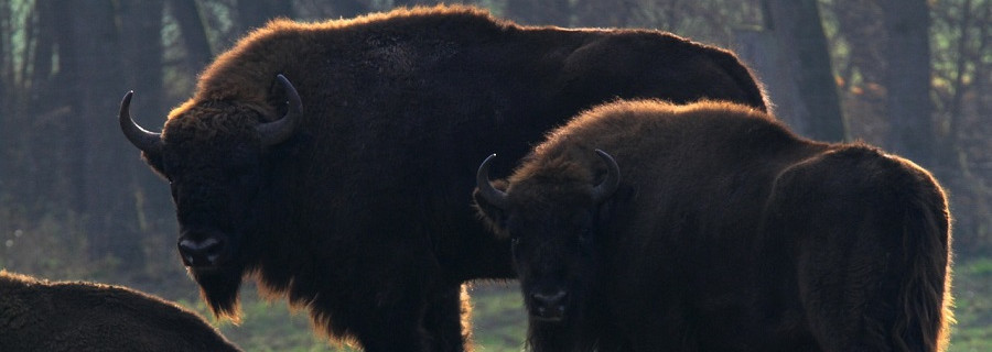 NRW: Kompromiss im Wisent-Streit