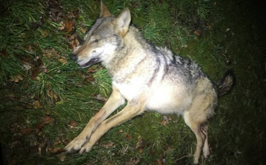 Der Wolf verendete nach der Karambolage noch am Unfallort (Foto: Polizeiinspektion Heidekreis)