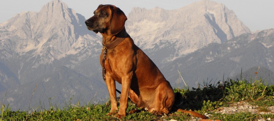 Unsere Jagdhunde (XXII): Der Bayerische Gebirgsschweißhund