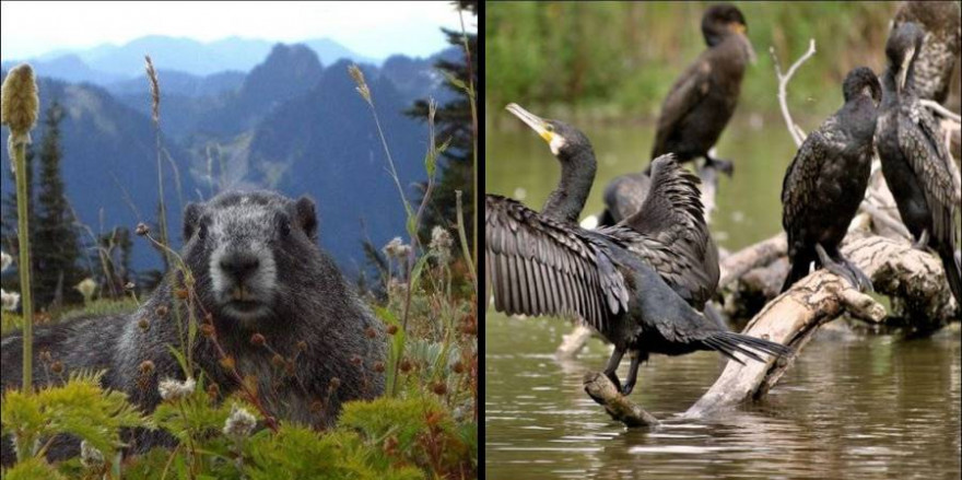 Der Streit in Südtirol entbrannte aufgrund der Abschussgenehmigungen für Murmeltiere und Kormorane (Fotos: PublicDomainPictures/ Maria-Bernadette Inkmann)