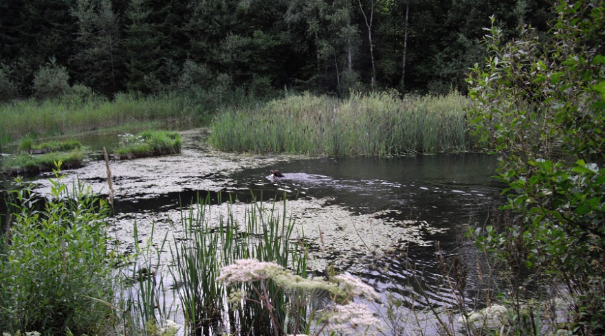 Weiher mit Jagdhund