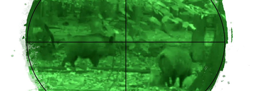 Jagd mit Nachtzielgeräten gegen ASP?