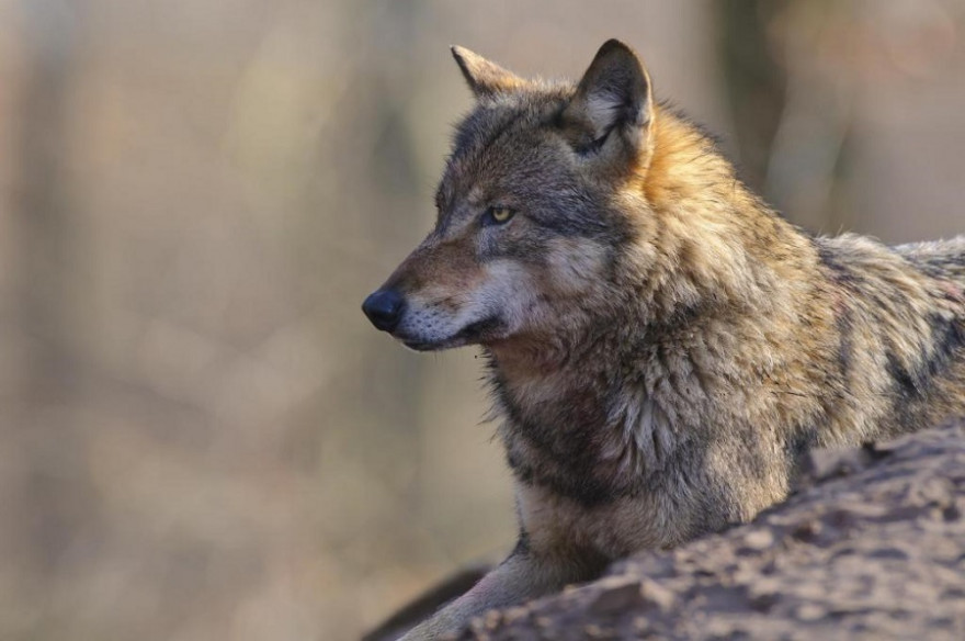 Der östliche und nördliche Teil Sachsen-Anhalts weist nahezu flächendeckend Wolfsvorkommen auf. (Quelle: Rolfes/DJV)