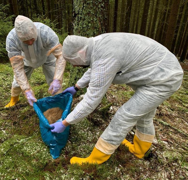 Bergung eines Wildschweins im Rahmen einer Tierseuchenübung