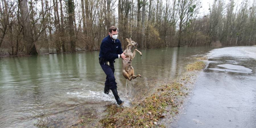 Rettung in letzter Sekunde. Polizist trägt erschöpftes Reh aus dem Wasser (Foto: Polizei)