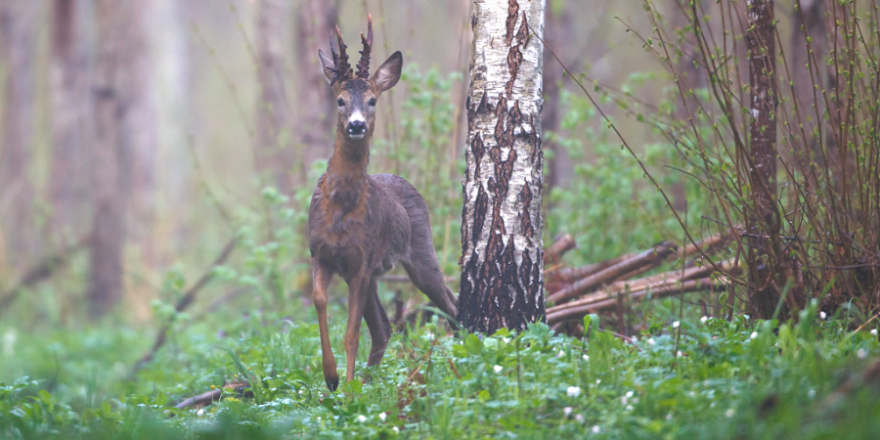 „Unser Credo ist ganz klar: ‚Wald mit Wild‘. Das geht auch in Zeiten des Umbaus zu klimastabilen Wäldern“, so DJV- Präsident Dr. Volker Böhning. (Quelle: Canva/ DJV)