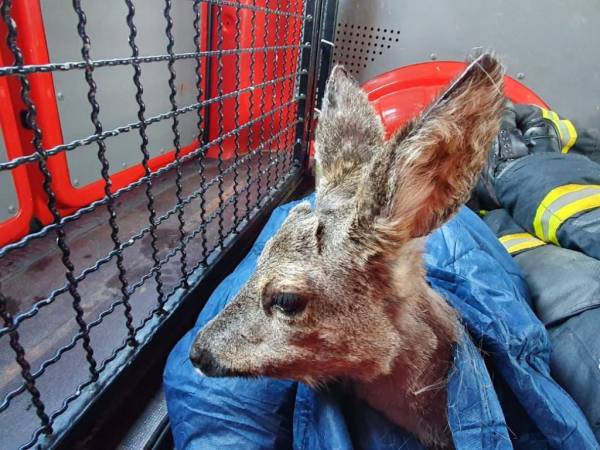 Das Reh konnte sich noch kurz in der Wärme des Tierrettungsfahrzeugs ausruhen (Foto: Feuerwehr Mülheim an der Ruhr)