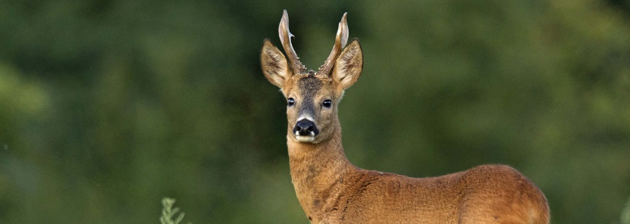 Attraktive Angebote zum Aufgang der Bockjagd