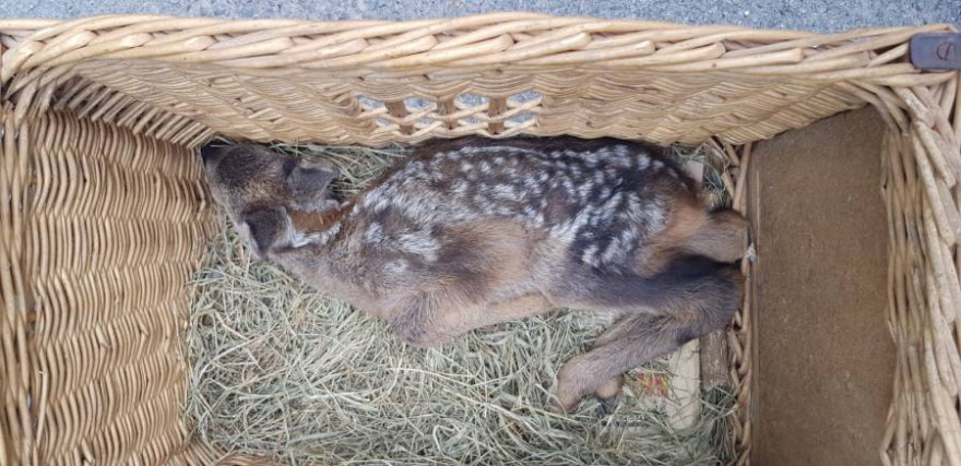 Das gefundene Rehkitz wird nun in einem Tiergarten großgezogen (Foto: Polizei)