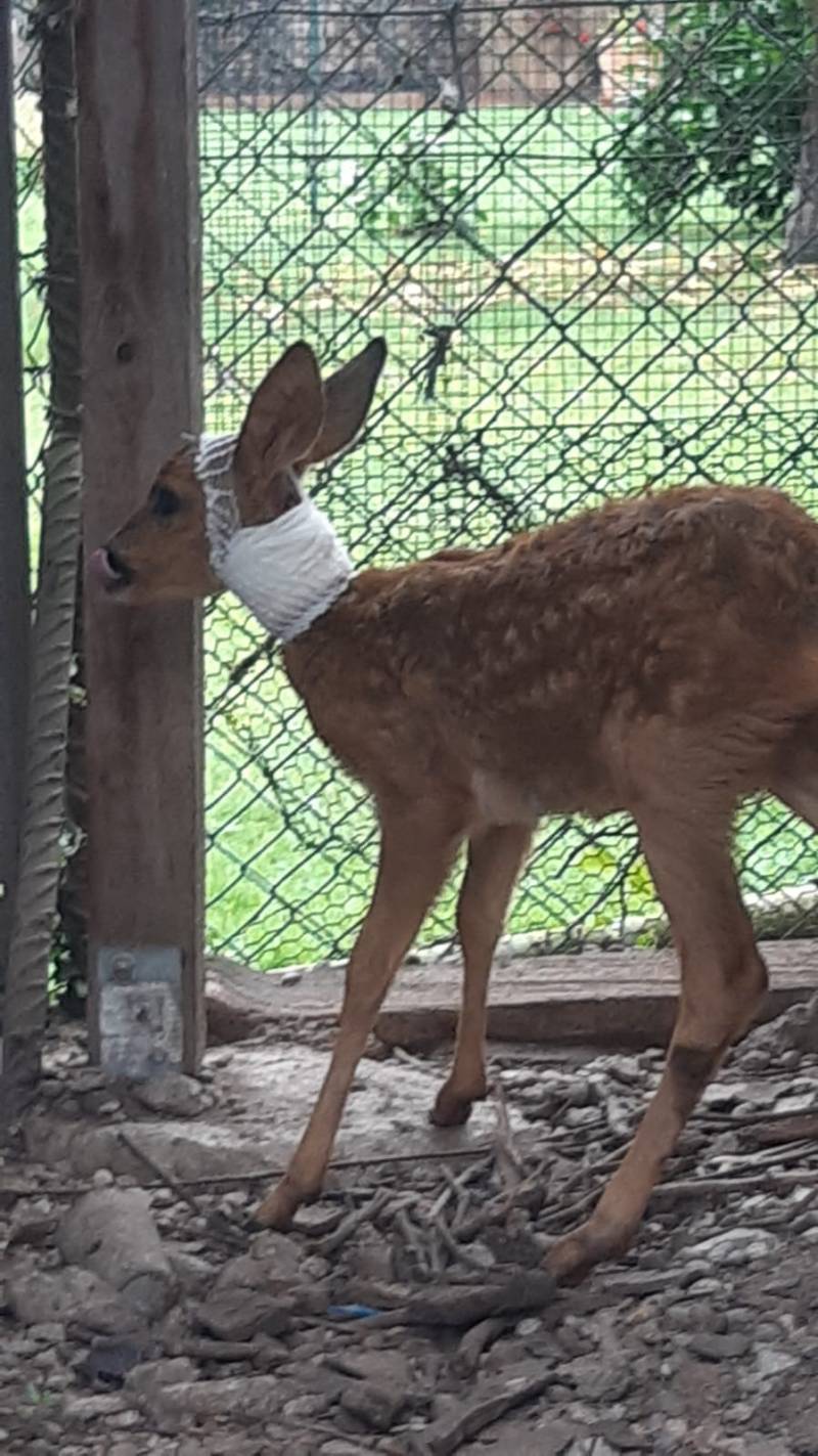 Das Bockkitz nach der tierärztlichen Versorgung (Foto: Polizei)