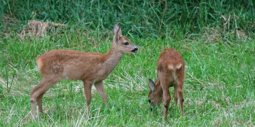 Foto: BJV/Astrid Brillen/Piclease