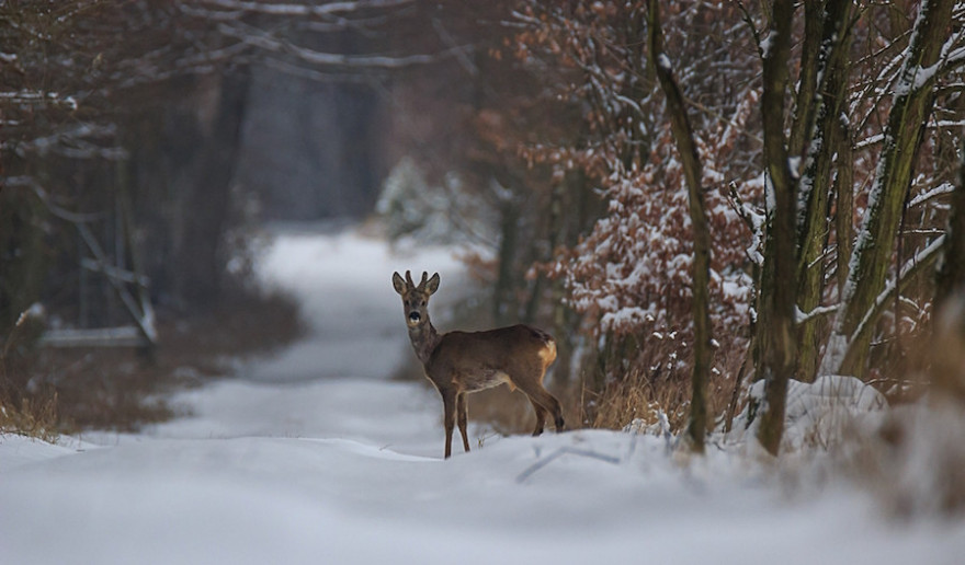 Ein Rehbock im Winterwald.