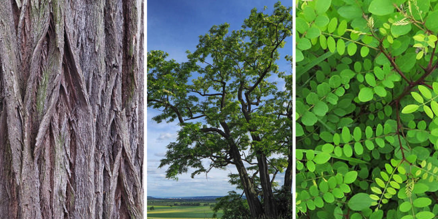 Die Robinie ist Baum des Jahres 2020 (Fotos: A. Roloff, R. Fenner, A. Gomolka)