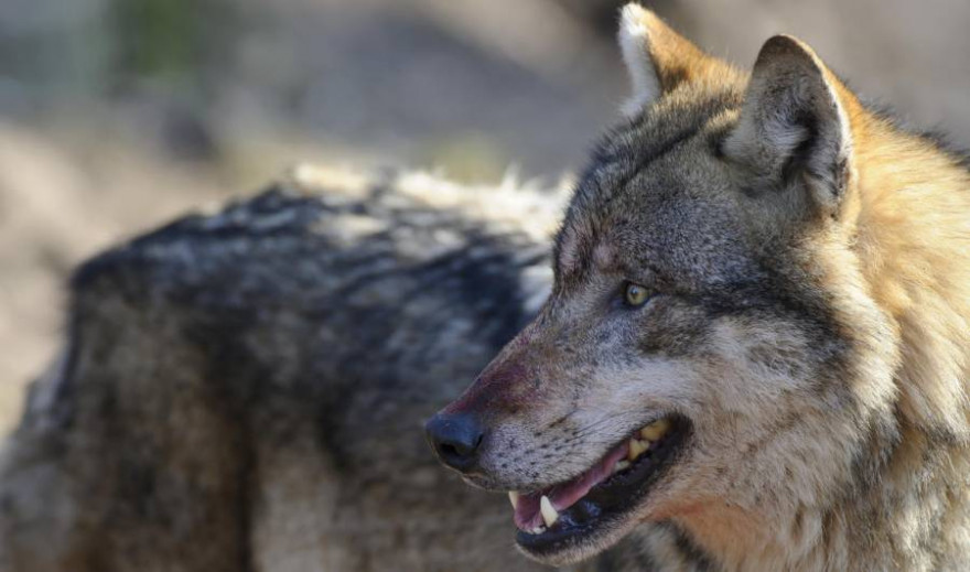 Anlässlich des Tags des Wolfes macht die Initiative Wolf bleibt Wolf aufmerksam auf stark zunehmende Risse von Nutztieren. (Quelle: Rolfes/DJV)