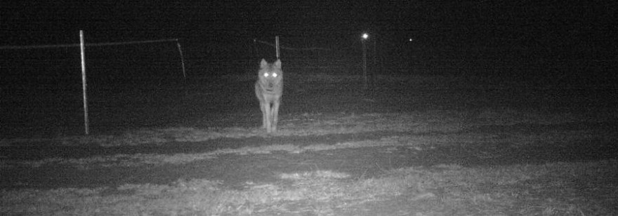 Aufnahme Wildkamera Truppenübungsplatz Oberlausitz: