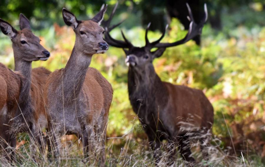 Auch in Europa gibt es mit Rothirschen wandernde Huftiere, die heute jedoch vergleichsweise nur geringe Strecken wandern. (Copyright: Heather Smithers on Flickr, lizensiert CC BY-SA 2.0)