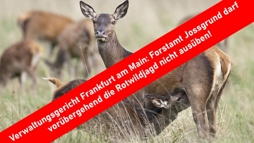 Das Forstamt Jossgrund darf vorübergehend die Rotwildjagd nicht ausüben.