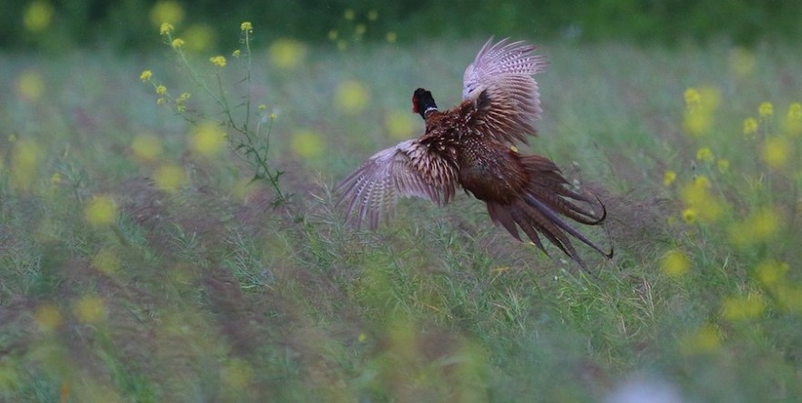 Fasan in Wildwiese