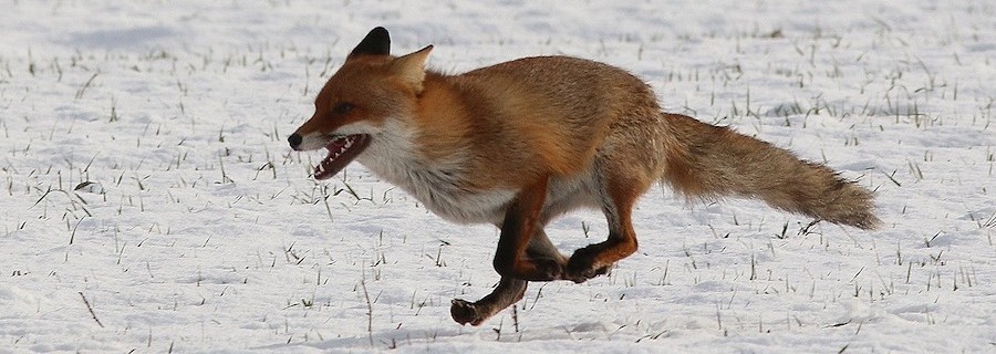 Die wunderbare Jagd des kleinen Mannes