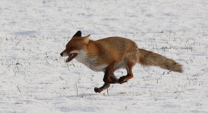 Fuchs im Winter