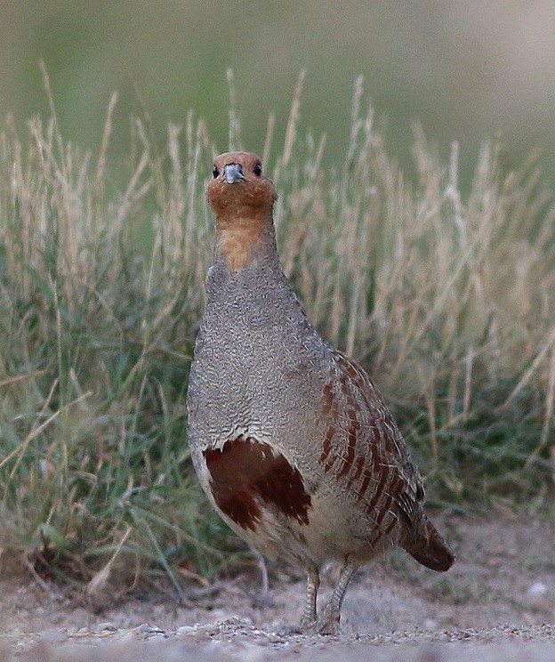 Rebhuhnm, Foto: Ryszard Adamus