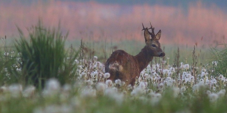 Rehbock im Feld