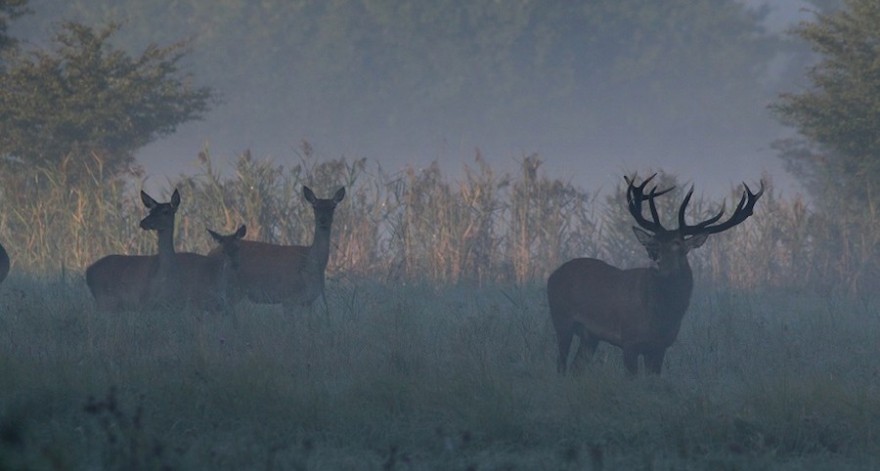 Rotwild im Nebel