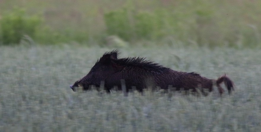 Wildschwein