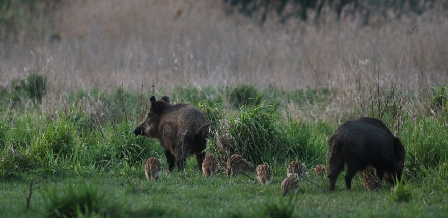 Wildschweine