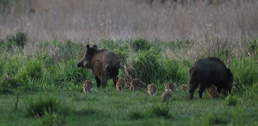 Wildschweine