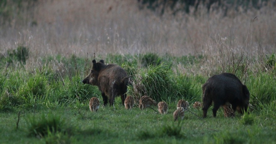 Wildschweine