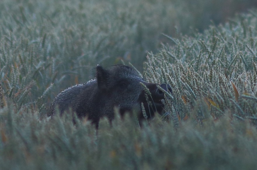 Ein Wildschwein im Weizen